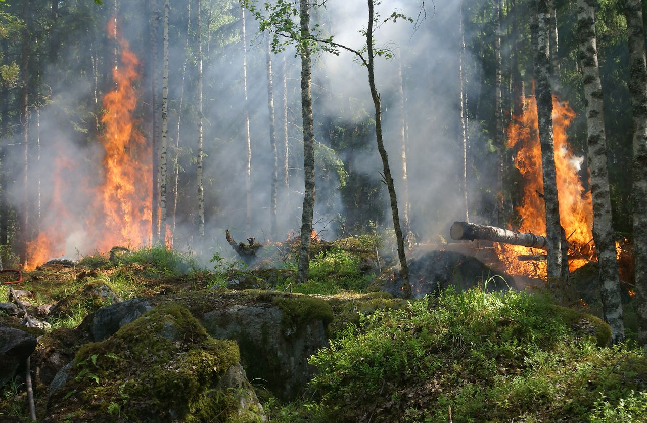 A wildfire burning through dense forest, the kind of loss activity driving insurers out of high-risk ZIP codes.